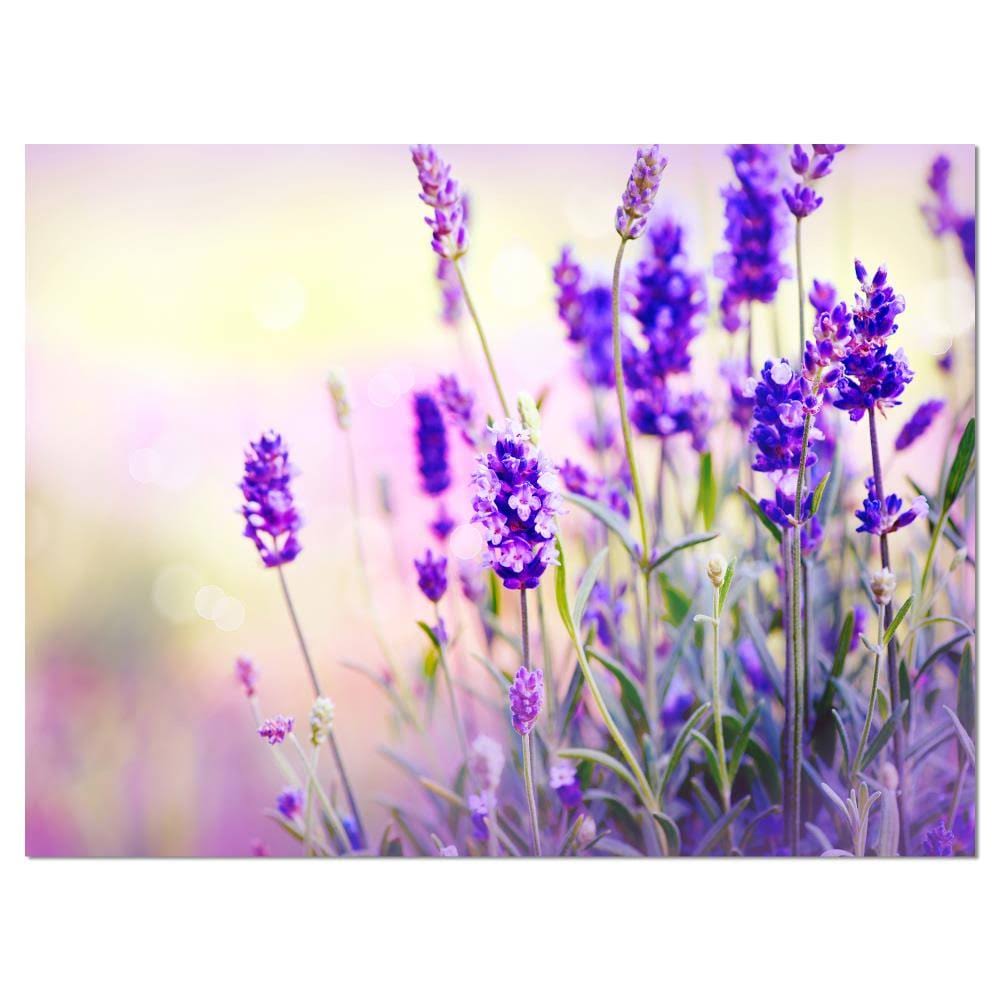 Design Art Purple Lavender Field Graphic Art on Wrapped Canvas, Size: 30 inch H x 40 inch W x 1 inch D WIW0_X7SCF09