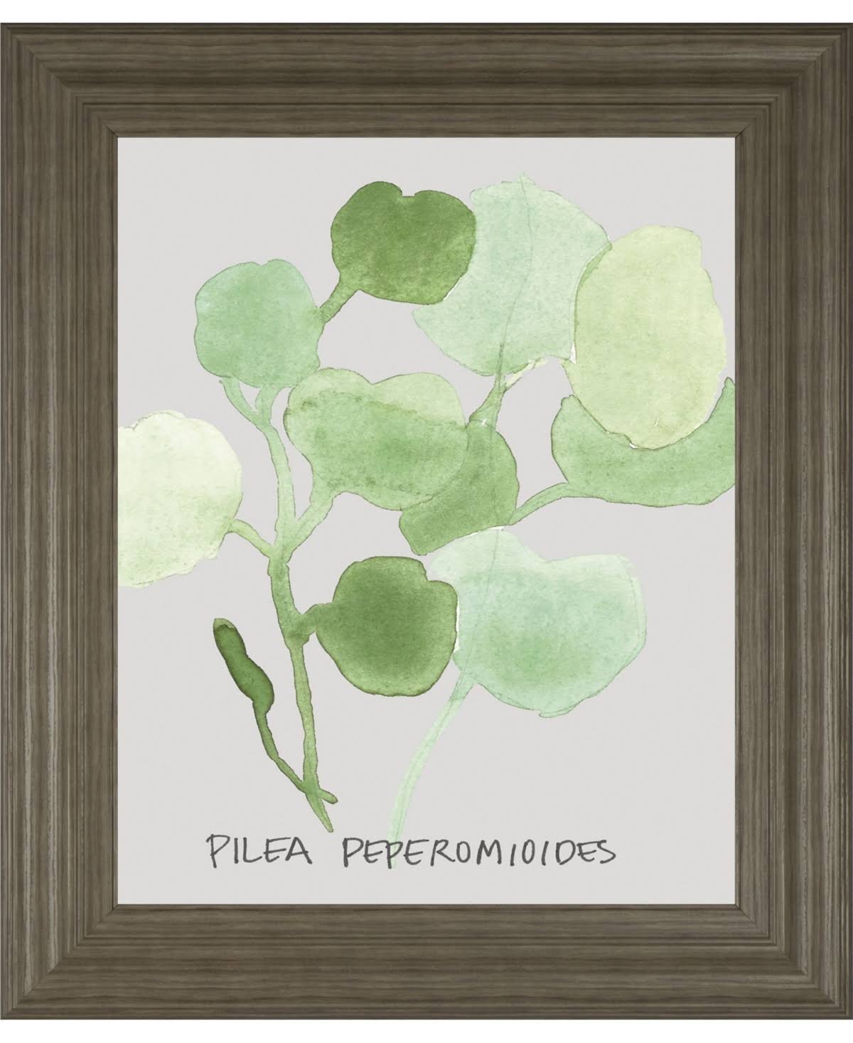 Classy Art 8463 22 x 26 in. Pilea Peperomioides by Katrien Soeffers Framed Print Wall Art FVI0_L2SGY16