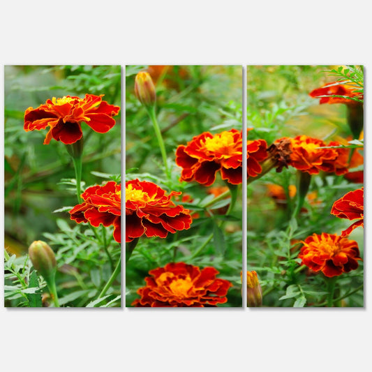 Design Art Blooming Red Marigold Flowers 3 Piece Photographic Print on Metal Set NBZ8_T6ZBX34